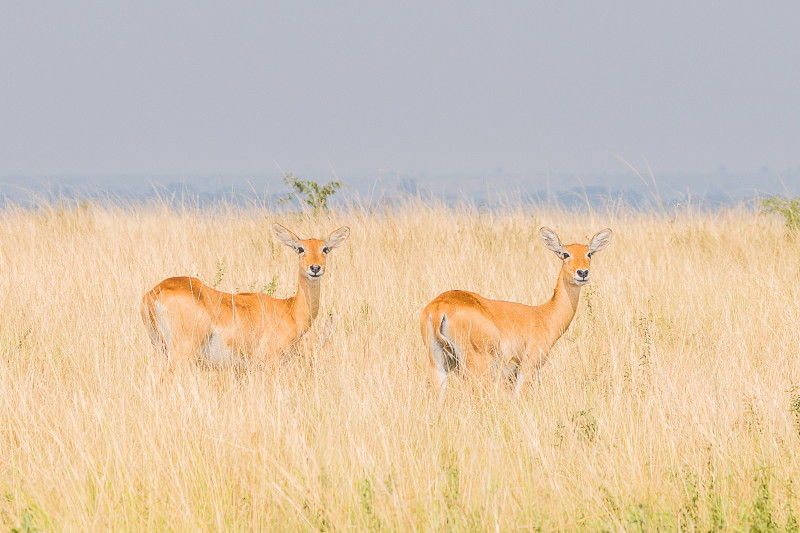 19 Oeganda, Queen Elizabeth NP, oegandese kob.jpg